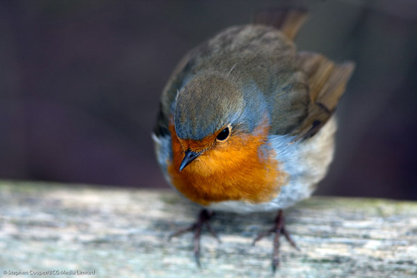 Robin